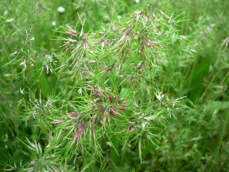 Poa bulbosa / Fienarola bulbosa